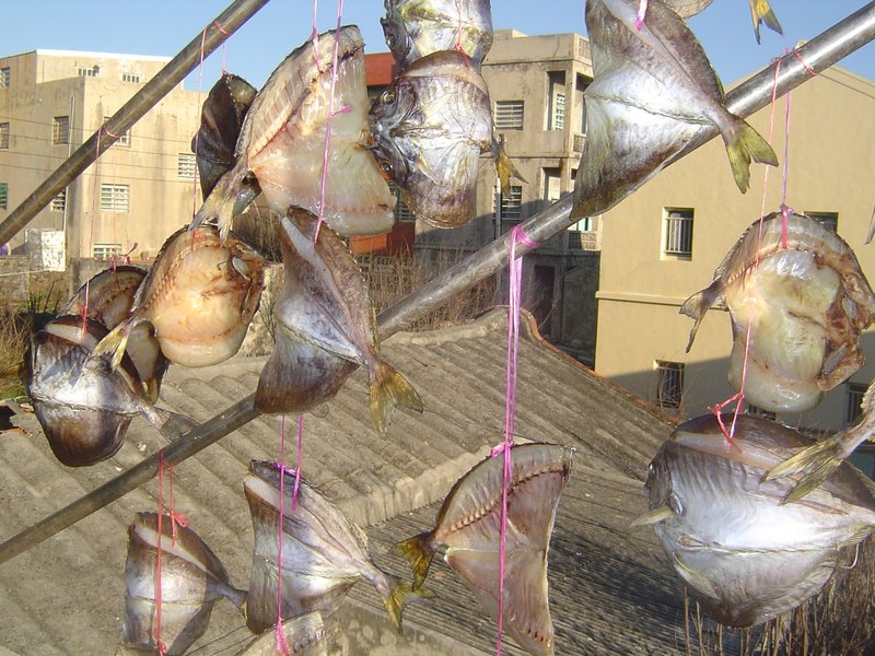 象魚曬太陽正面照