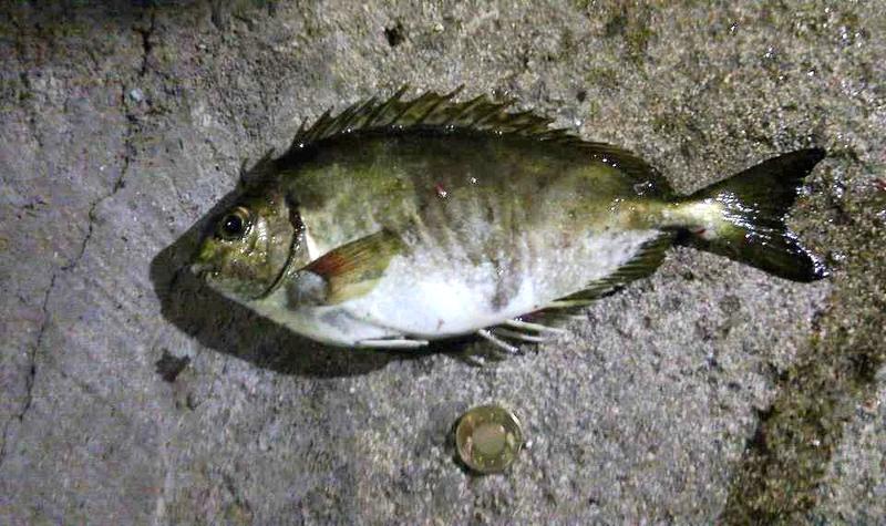 象魚