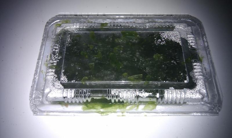 海菜