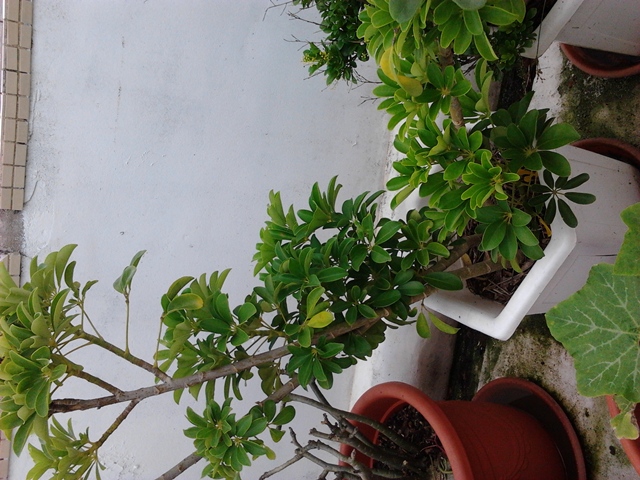 2012-06-16 16.50.23.jpg