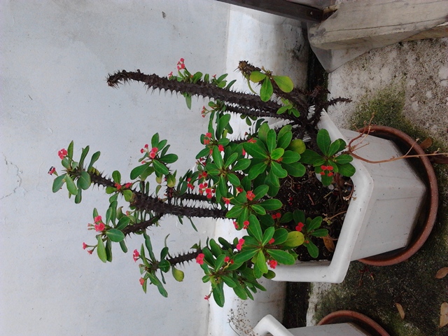2012-06-16 16.50.37.jpg
