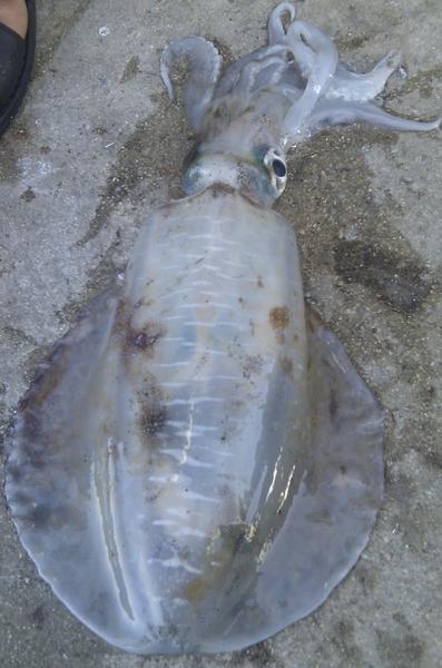 軟絲(魷魚)